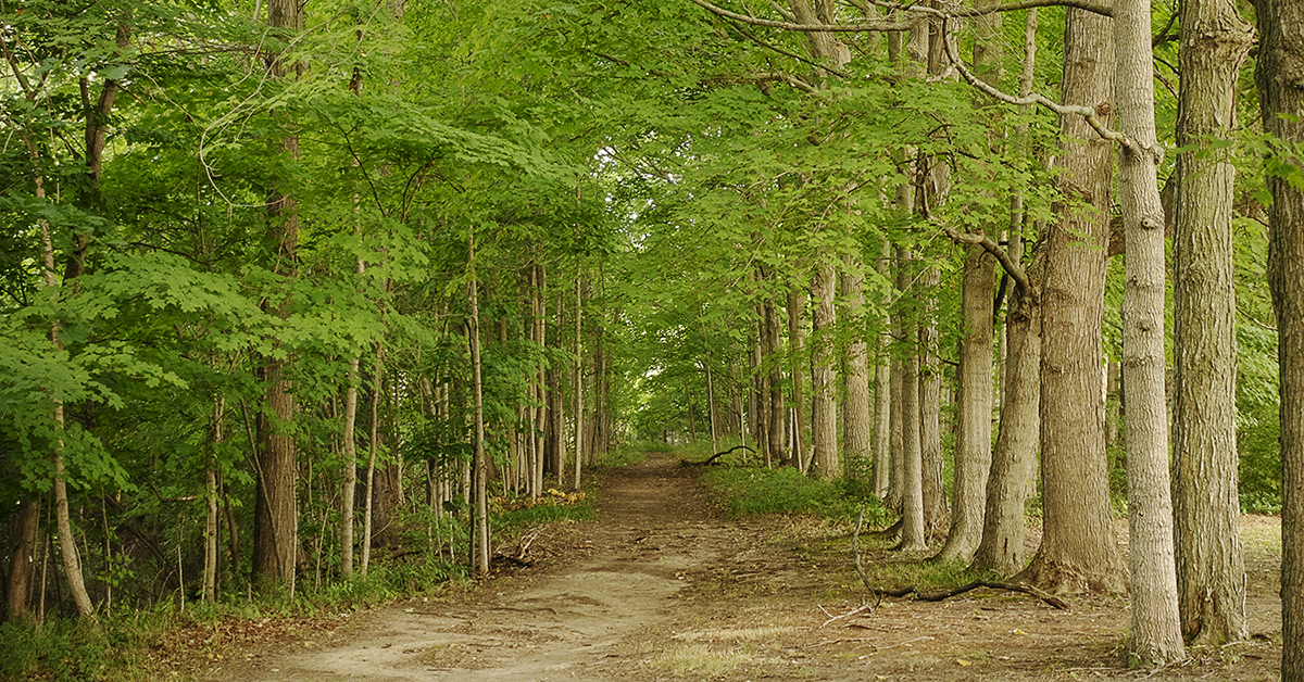 Flushing, MI - Monday, July 16, 2018: A view of a trail leading down to the Flint River at the Flushing County Park.